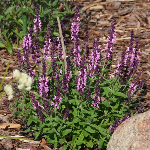 Salvia nemorosa 'Sensation Deep Rose' - Metssalvei 'Sensation Deep Rose' P9/0,55L